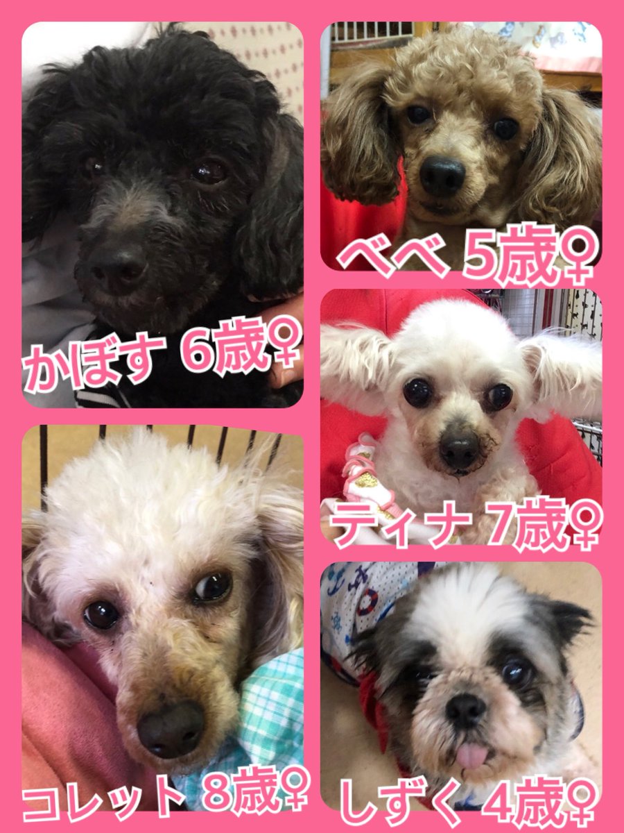 🐾今日の里親様募集中ワンコ🐶メンバーです🐾2019,5,2